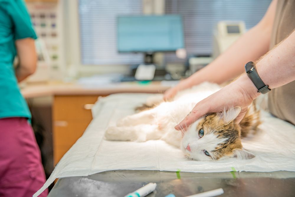 A cat on hospital bed