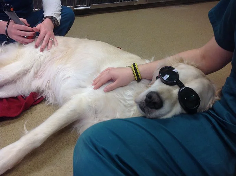A dog lying on a doctor's lap
