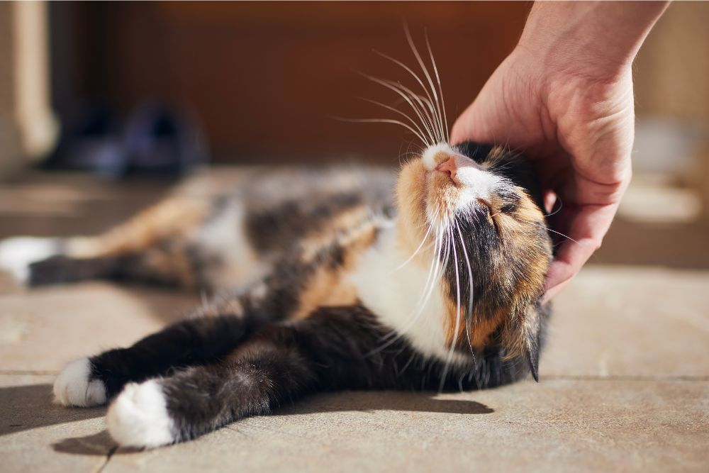 A person petting a kitten