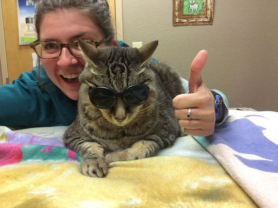 A veterinarian with glasses and a cat