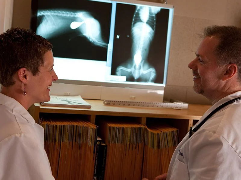 Doctors looking at x-ray images