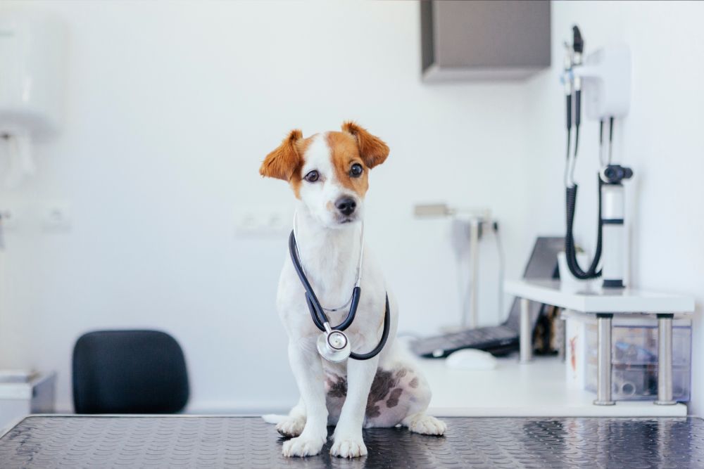 Dog with stethoscope around neck