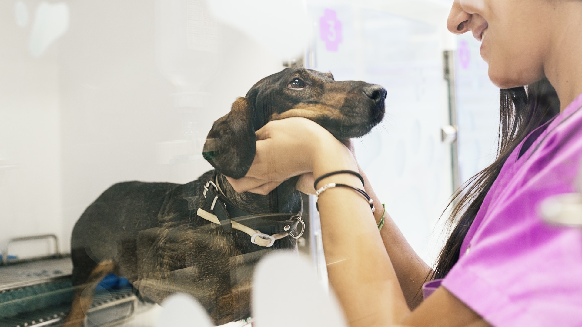 Pet Euthanasia And Cremation Services In Waynesville, NC 28786 Maple