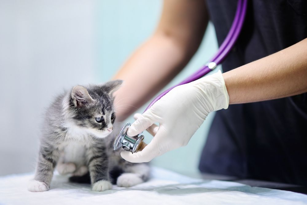 Veterinarian holding a stethoscope to a kitten