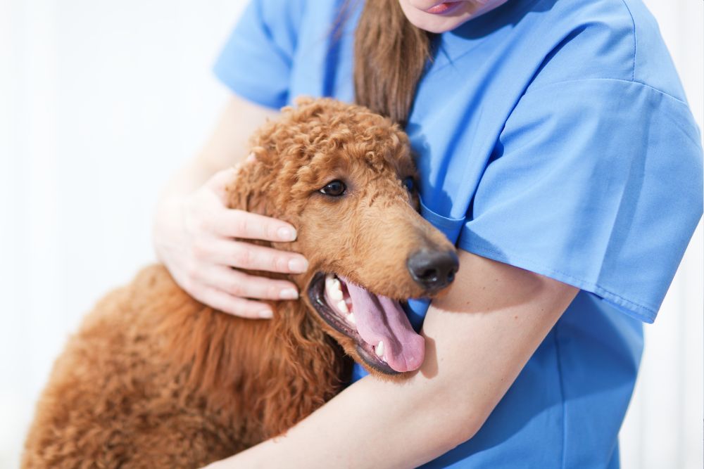 Veterinarian holding brown dog