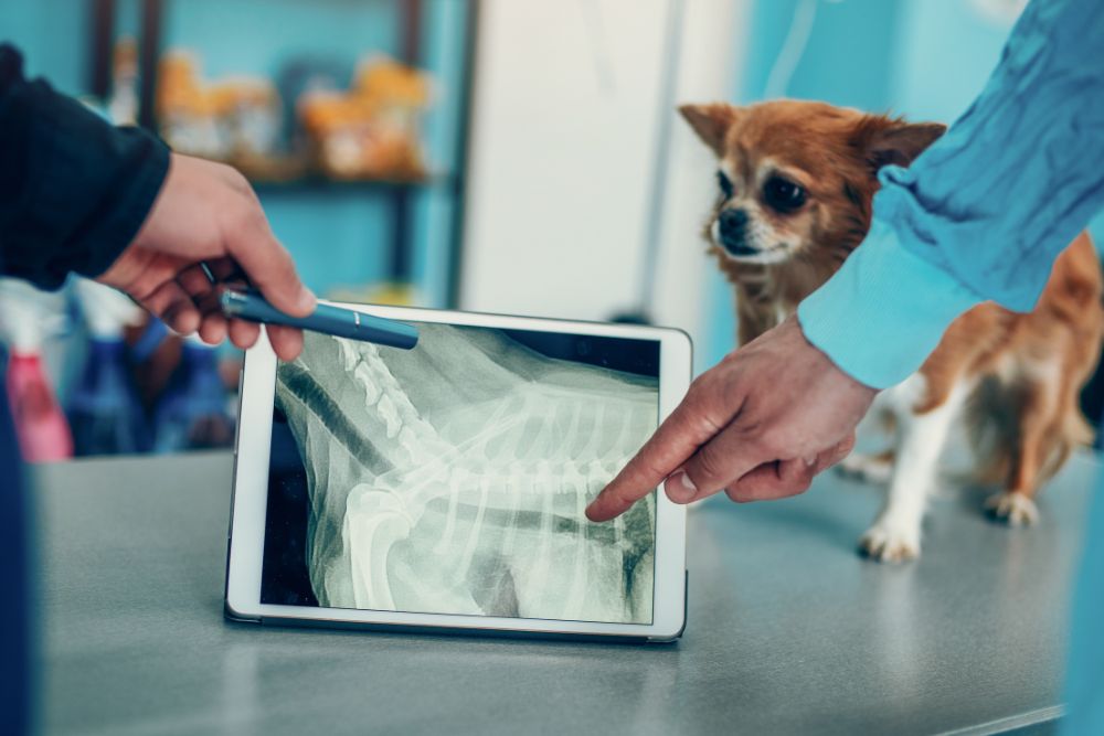 Veterinarian pointing at pet X-Ray