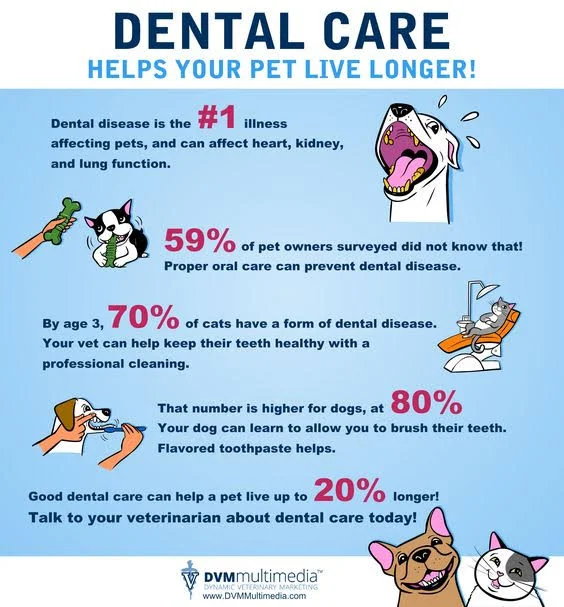 Dental care details