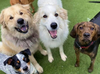 about us - 4 dogs